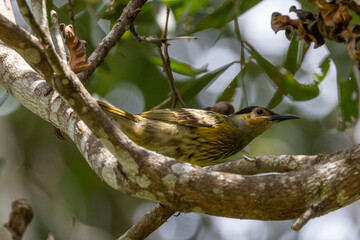 Macleay's Honeyeater in Queensland Australia