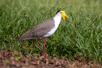 Masked Lapwing in Queensland Australia