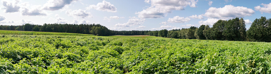 Fototapeta na wymiar Kartoffelacker - Acker mit Kartoffelpflanzen im Sommer. Panorama