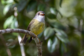 Pale Yellow Robin in Queensland Australia