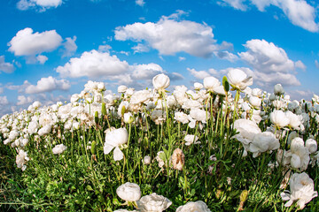 Fototapeta premium Lovely large garden buttercups