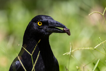 Pied Currawong in Queensland Australia