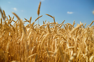 Wheat harvest, wheat field on the background of blue sky in the sun day, summer