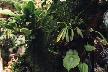 Summer blossom background. Nature scene with blooming flowers, spring flowers, beautiful orchard.