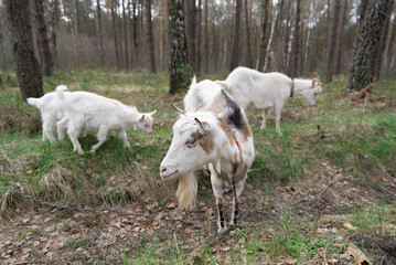 Obraz premium A flock of goats with calves in a forest