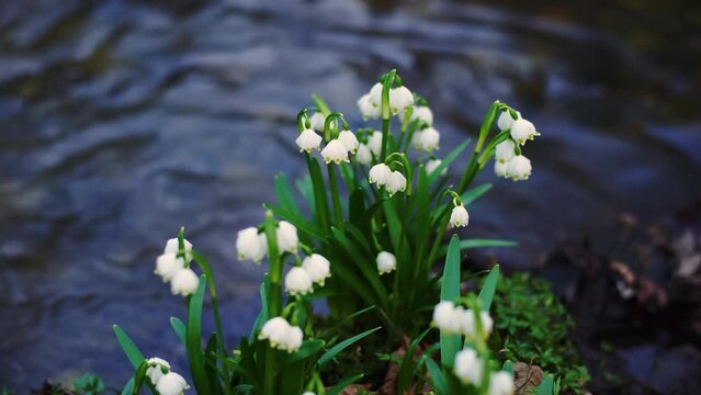 After a snowy winter, it has warmed up, spring has come, the first snowdrops flowers make their way through deep cold snow in a wild forest in the mountains
