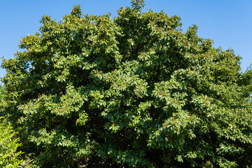 Louisiana  cherry laurel (Prunus laurocerasus). Big  lush tree with evergreen glossy leaves and green berries iin Adler Arboretum 