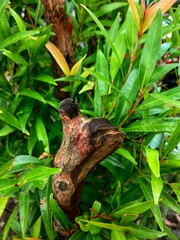 Beautiful natural tree green leaves in garden or forest