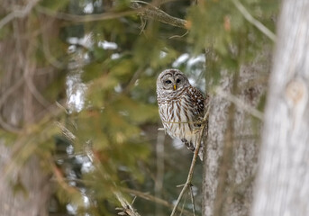 Barred Owl hiding in the forest