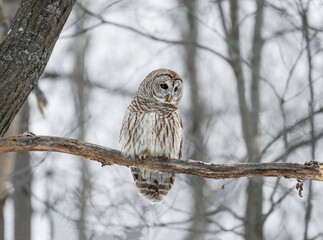 Barred Owl perched on a branch
