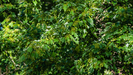 Blooming Acer buergerianum (Trident Maple) with lush green leaves in Adler Arboretum 