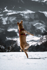 Beautiful blonde labrador retriver playing in the snow in the austrian mountains at spring.