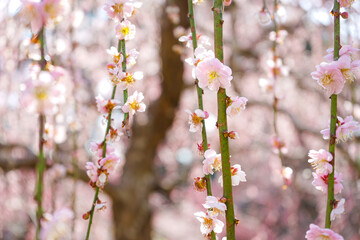 blooming tree