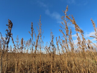 Jesienne pole konopi