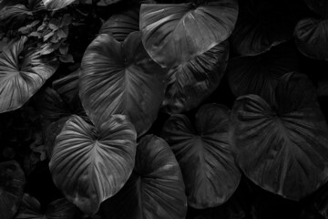 abstract monochrome leaves pattern background, Nature lush foliage leaf  texture.