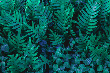 Naklejka na ściany i meble Full Frame of Fern Leaves Pattern Background, Nature Lush Foliage Leaf Texture.
