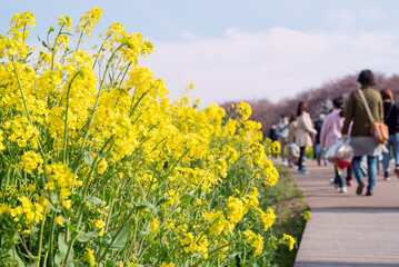 Spring canola flower field and tourists walking on boardwalk in...