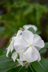 Fototapeta na wymiar white flowers of a rose