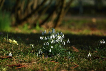 Fototapeta premium Snowdrops flowers on the meadow