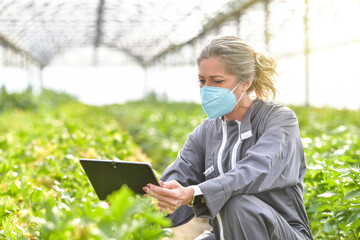 Market gardener working in agricultural greenhouse