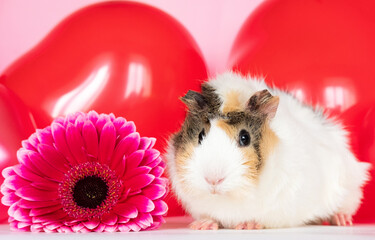 Cute funny guinea pig among beautiful pink flowers against a pink background
