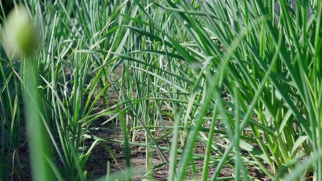 Green garlic leaves are grown in the field. Selective focus, agriculture