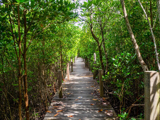 Fototapeta na wymiar the brown wooden walkway in the beautiful mangrove forest, Thailand.