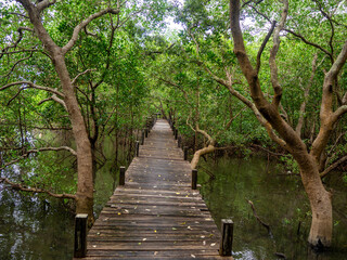 Obraz premium the brown wooden walkway in the beautiful mangrove forest, Thailand.