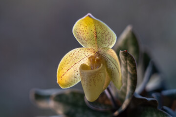 Closeup view of bright yellow flower of lady slipper orchid species paphiopedilum concolor var striatum outdoors on natural background
