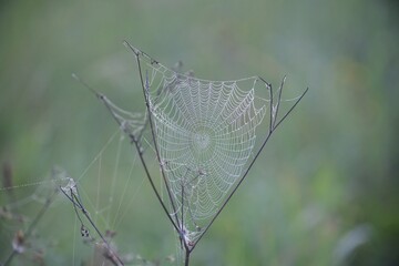 Close-up on a cobweb on meadow flowers in the morning fog