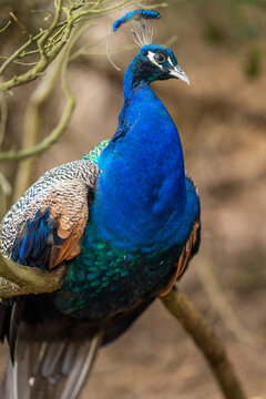 Close up of a peacock bird at a zoo in melbourne Australia.
