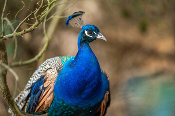 Close up of a peacock bird at a zoo in melbourne Australia.