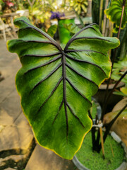 Bon color leaf macro