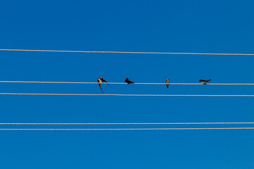Birds sit on electric wires against the blue sky