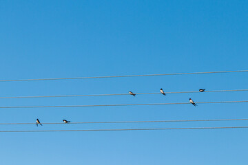 Birds sit on electric wires against the blue sky