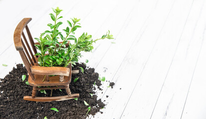 soil and small sprout growing from an old tiny wooden rocking chair. isolated over white wooden background, gardening or farming concept, eco, new life or season