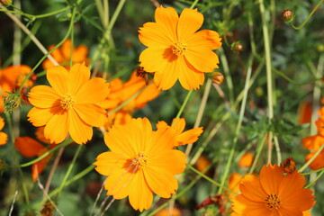 日本の秋の公園に咲くキバナコスモスのオレンジ色の花