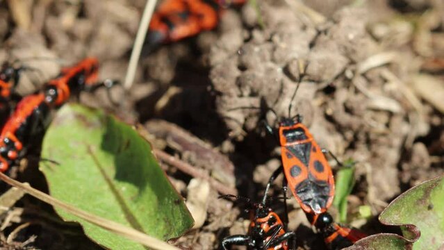 Paarung der Gemeinen Feuerwanze (Pyrrhocoris apterus)