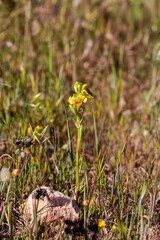 Flowering plant (Ophrys ferrum-equinum) close-up in natural habitat close-up