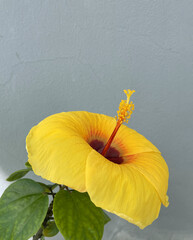 Large bright yellow Hibiscus flower. Side closeup view. Macro, isolated. Gray wall background. Green leaves. Art idea, conceptual photo. Botanical illustration. China rose. Space for text. Long pistil