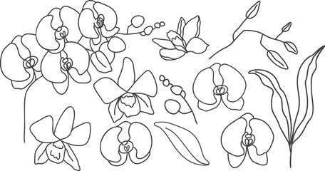 Vector set of orchids. Hand drawn bundle