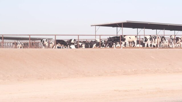 Row of holstein cows on dairy farm, commercial livestock industry, milk and beef production. Cattle animals breeding and feeding in cowshed, stall, barn or shed. California agriculture, USA farming.