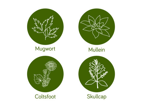 Smokable Plants and herbs icon set skull cap, mullein, coltsfoot, mugwort, vector illustration