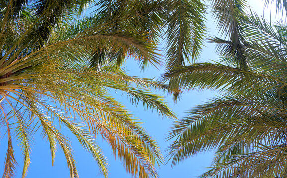 Beautiful green coconut palm trees on tropical beach against blue sky. Summer vacation concept