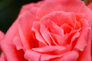 Soft and classy cream pink colored rose flower head, close up macro photography.