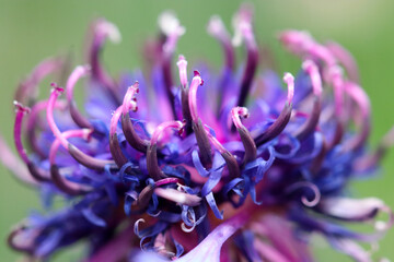 Beautiful pink, blue and purple multi-colored 