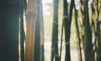 Closeup shot of thin tree trunks and bamboo stalks .