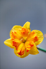 flower of daffodil  in vase