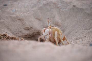 Close up of wild crab hiding in sand hole on sea beach