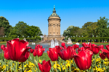 Red tulip flowers in front of the Wasserturm (water tower) Mannheim in spring season,...